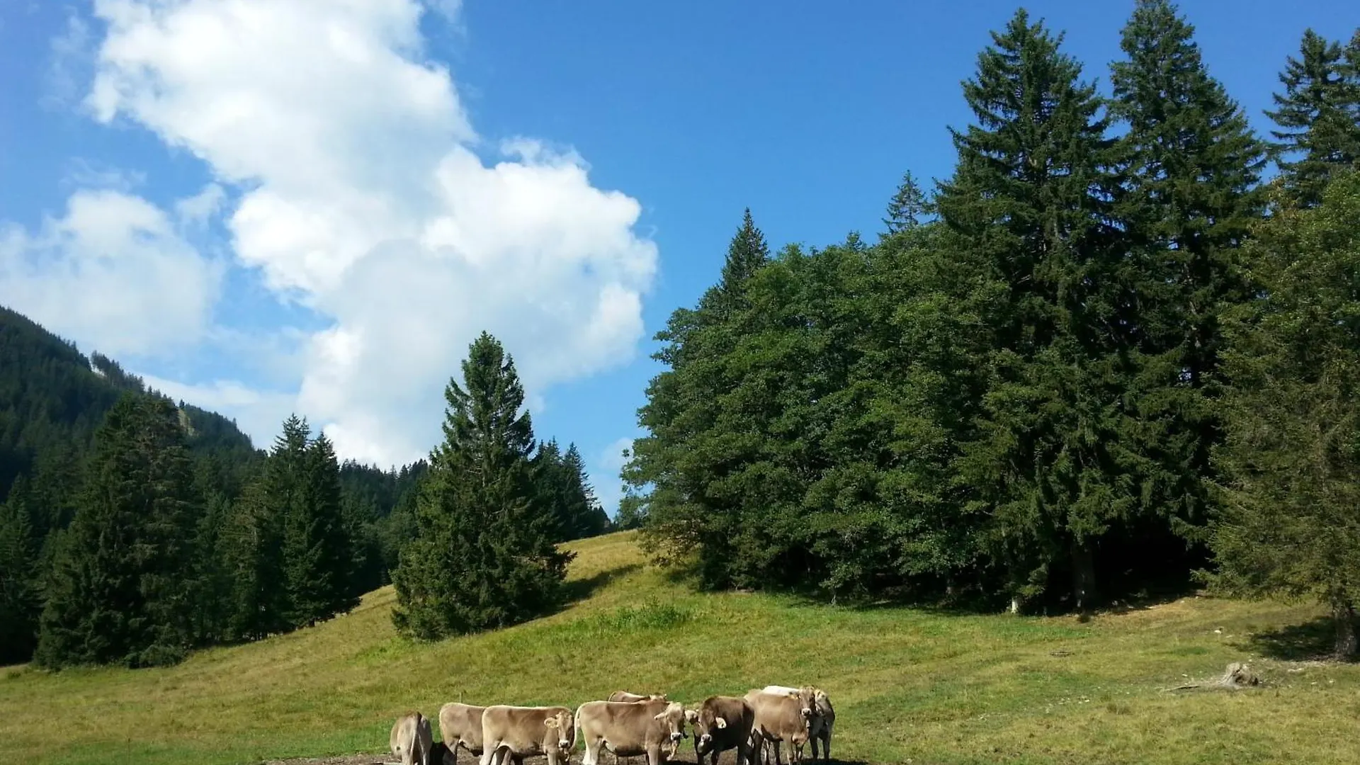 *** Гостевой дом Landgasthof Zum Alten Reichenbach Нессельванг Германия